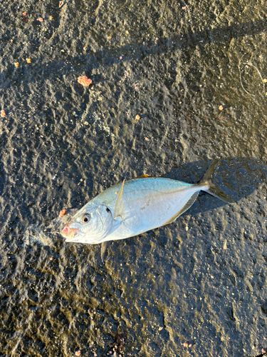 シマアジの釣果