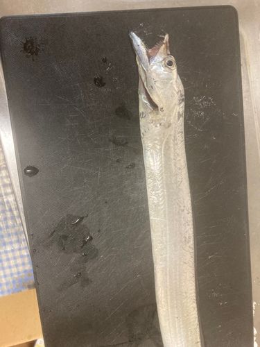 タチウオの釣果