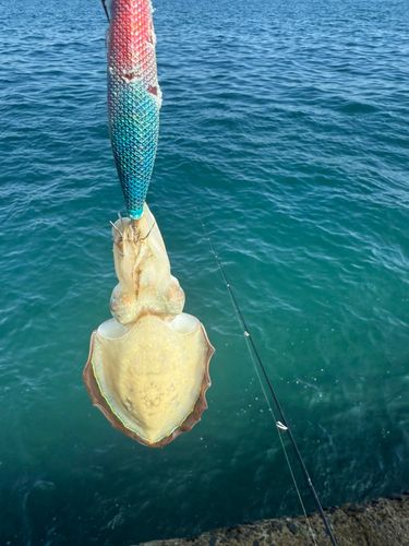 コウイカの釣果