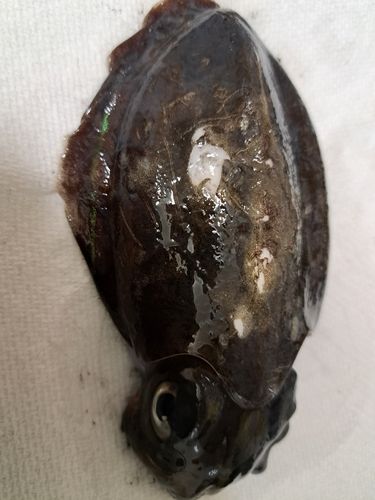 コウイカの釣果