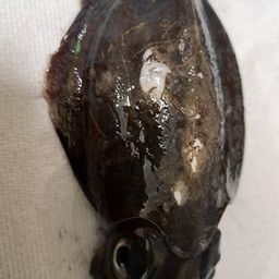 コウイカ