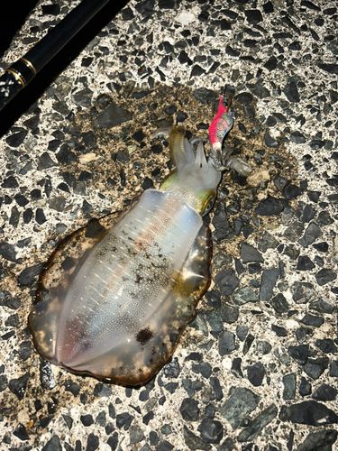 アオリイカの釣果
