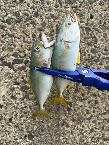 ツバスの釣果