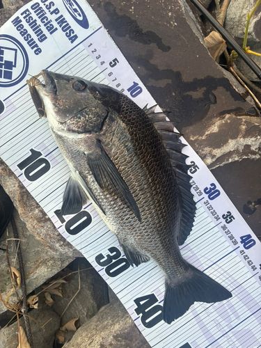チヌの釣果
