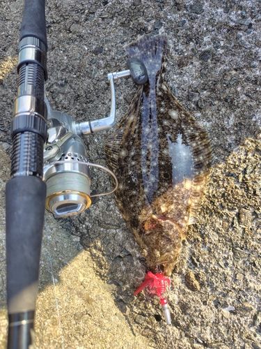 ソゲの釣果