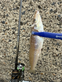 キスの釣果