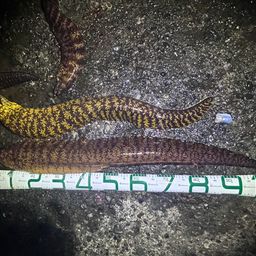 ウツボ