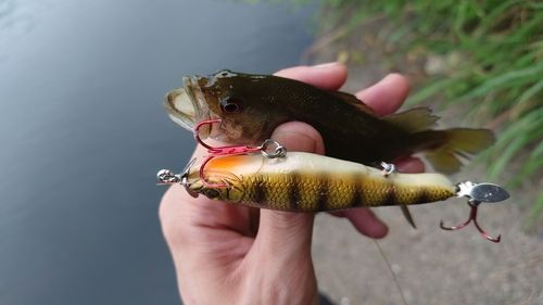 ブラックバスの釣果