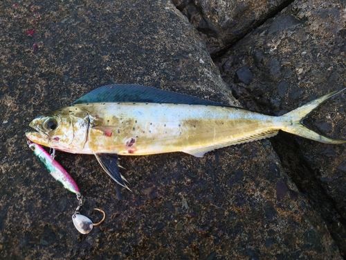 ダツの釣果