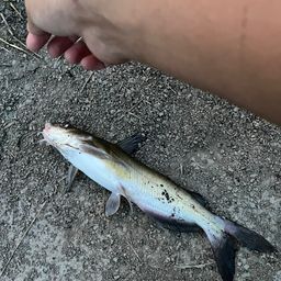 アメリカナマズ