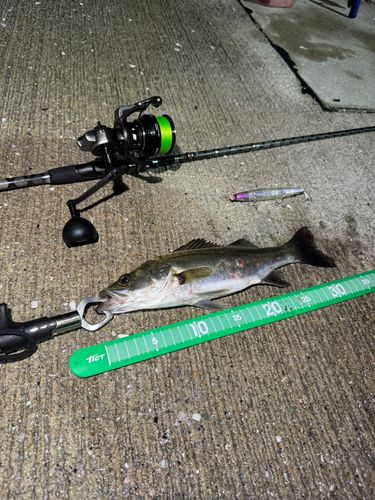 シーバスの釣果