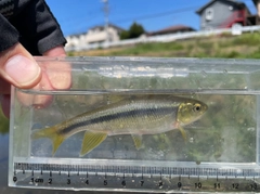 カワムツの釣果