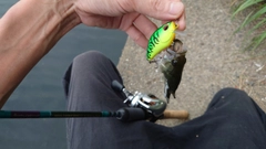 ブラックバスの釣果