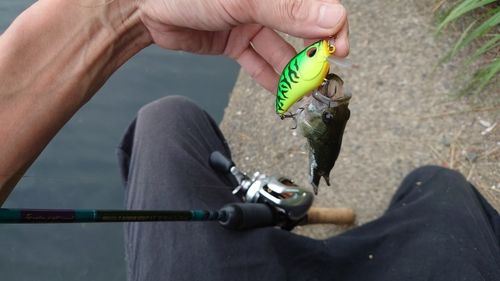 ブラックバスの釣果