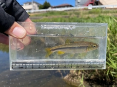 カワムツの釣果