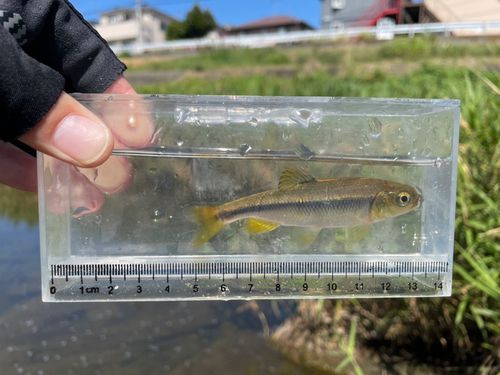 カワムツの釣果
