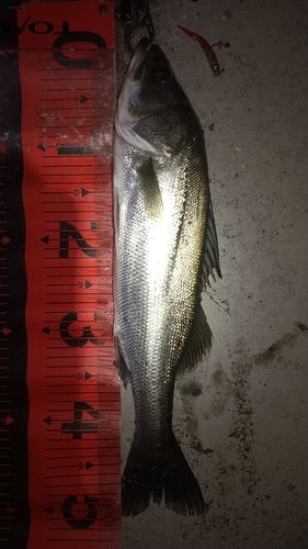 シーバスの釣果