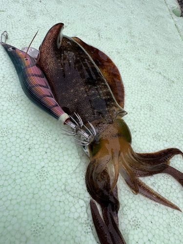 アオリイカの釣果