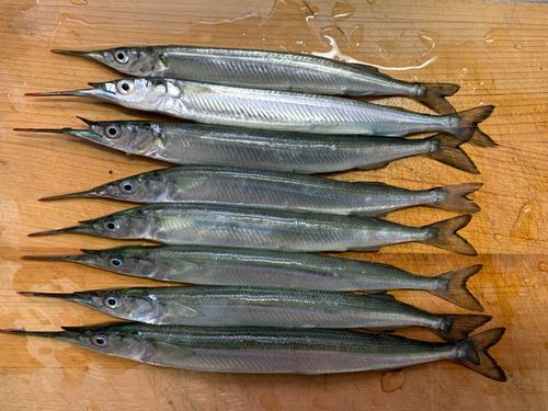 サヨリの釣果