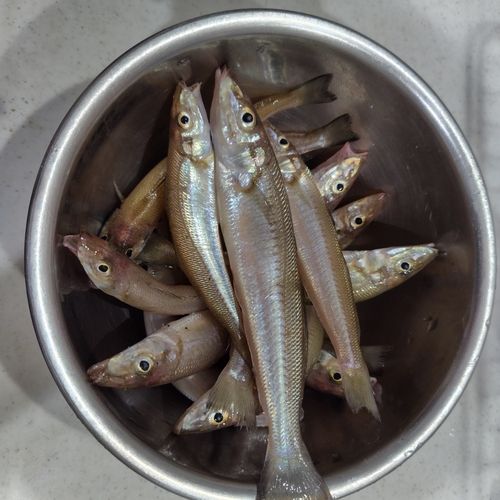 キスの釣果