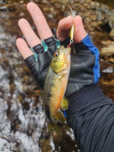 カワムツの釣果