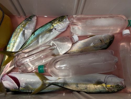 ツバスの釣果
