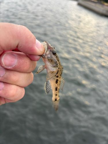 マハゼの釣果