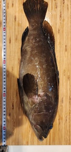 クエの釣果