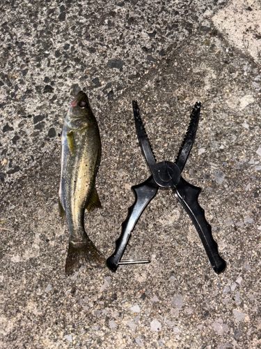 セイゴ（ヒラスズキ）の釣果