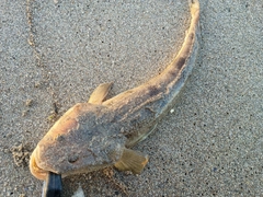 マゴチの釣果