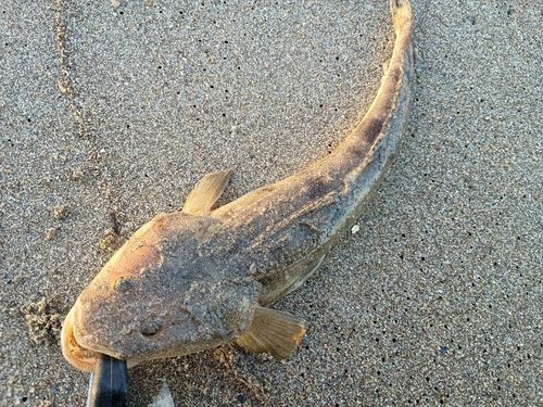 マゴチの釣果