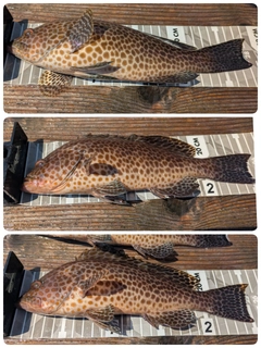 オオモンハタの釣果