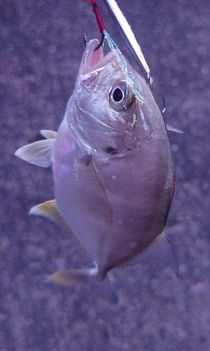 メッキの釣果