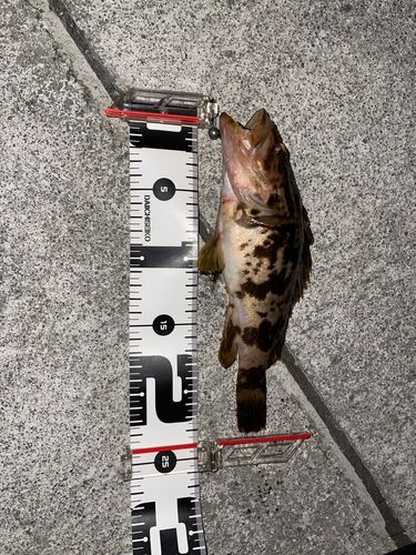 タケノコメバルの釣果