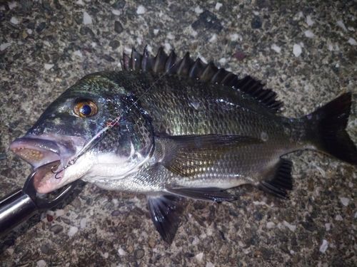 チヌの釣果