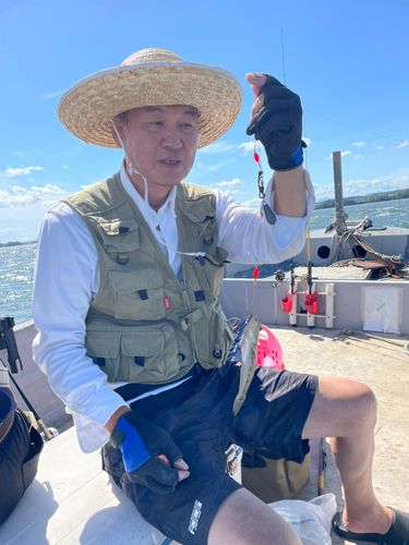 マハゼの釣果