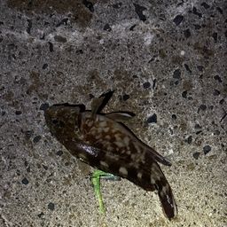 カサゴ
