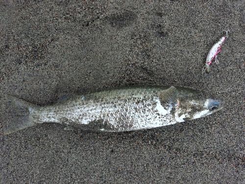 ボラの釣果