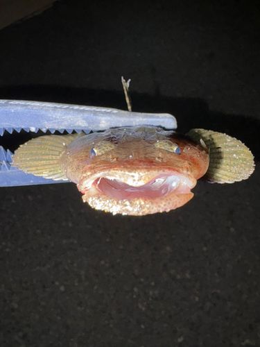 コチの釣果