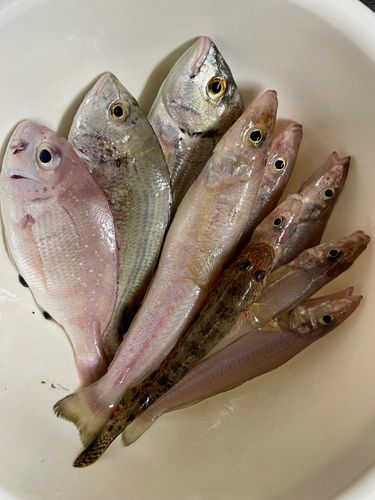 キスの釣果