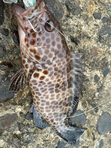 オオモンハタの釣果