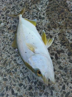 ネリゴの釣果