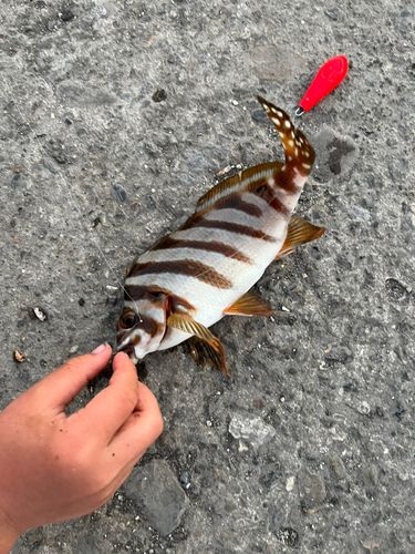 タカノハダイの釣果