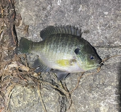 ブルーギルの釣果