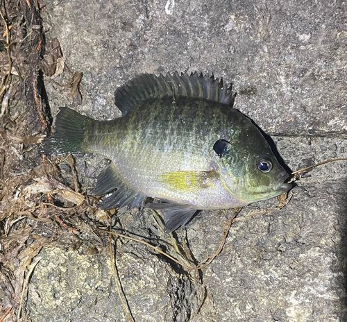 ブルーギルの釣果