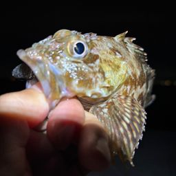 カサゴ