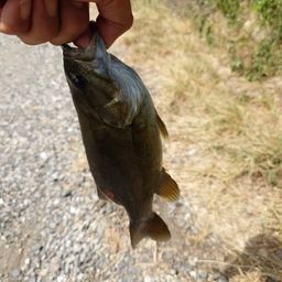 スモールマウスバス