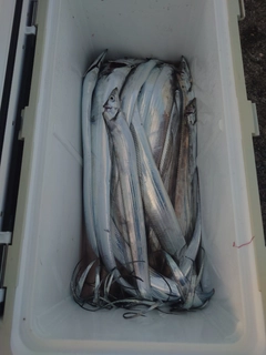 タチウオの釣果