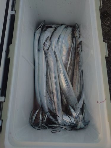タチウオの釣果