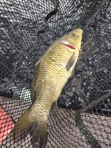 コイの釣果